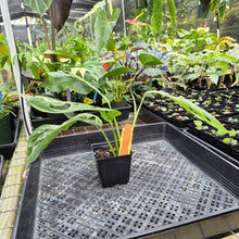 Load image into Gallery viewer, Monstera Adansonii Mint "Indonesia", Exact Plant Variegated Ships Nationwide