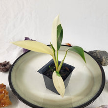 Load image into Gallery viewer, Philodendron Wend Imbe, Exact Plant Variegated