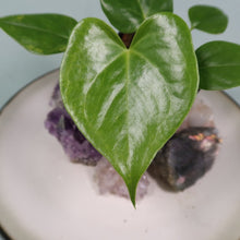 Load image into Gallery viewer, Anthurium Faustomirandae, Faustino'S Giant 2.5" pot, Fedex 2day*