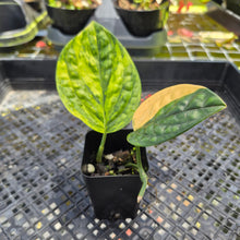 Load image into Gallery viewer, Monstera Peru "Karstenianum", Exact Plant Variegated Ships Nationwide