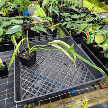 Load image into Gallery viewer, Philodendron Holtonianum Variegated, Exact Plant Ships Nationwide