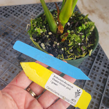 Load image into Gallery viewer, Anthurium Anuenue Obake bicolor, pink/ green, Exact Plant, ship nationalwide