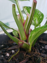 Load image into Gallery viewer, White Princess, Exact Plant, double plant, variegated Philodendron