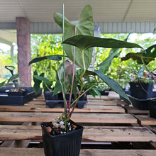 Load image into Gallery viewer, Anthurium Papillilaminum Fort Sherman, Exact Plant Ships Nationwide