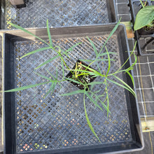 Load image into Gallery viewer, Philodendron Polypodoides, Exact Plant Ships Nationwide