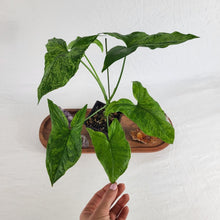 Load image into Gallery viewer, Syngonium Mojito, Exact Plant Variegated Ships Nationwide