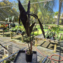 Load image into Gallery viewer, Alocasia Longiloba, Denudata, Exact Plant