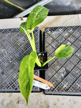 Load image into Gallery viewer, Philodendron Jose Buono, Exact Plant Variegated Ships Nationwide
