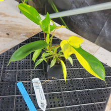 Load image into Gallery viewer, Philodendron Florida Beauty, Exact Plant Variegated Ships Nationwide