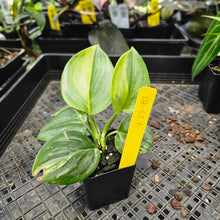 Load image into Gallery viewer, Scindapsus Rubicon, Exact Plant Variegated Ships Nationwide