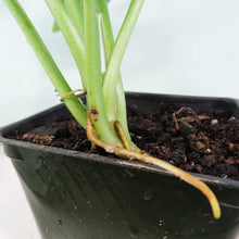 Load image into Gallery viewer, Syngonium Regina Red 4" pot, Fedex 2 day*