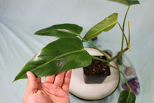 Load image into Gallery viewer, Philodendron Bernadopazii Exact Plant