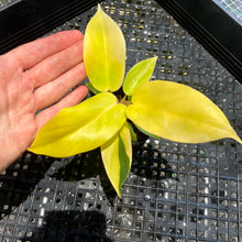 Load image into Gallery viewer, Philodendron Jungle Fever , 2.5” pot, Fedex 2 day*