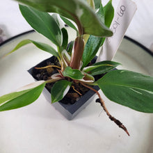 Load image into Gallery viewer, Philodendron White Knight Variegated 2.5" pot, Fedex 2day*