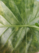 Load image into Gallery viewer, Alocasia Gageana Aurea, Exact Plant Variegated