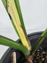Load image into Gallery viewer, Thai Constellation, Exact Plant, variegated Monstera