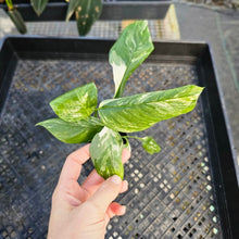 Load image into Gallery viewer, Monstera Lechleriana , Exact Plant Variegated 2.5" Ships Nationwide