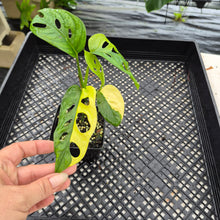 Load image into Gallery viewer, Monstera Adansonii Aurea Variegated exact plant, Fedex 2day*