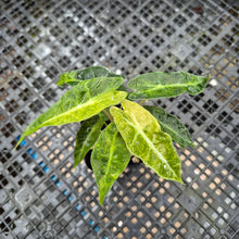 Load image into Gallery viewer, alocasia polly aurea variegated, Exact Plant Ships Nationwide.