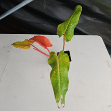 Load image into Gallery viewer, Philodendron Orange Marmalade, Autumn Queen 4" pot, Fedex 2day*