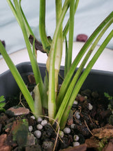 Load image into Gallery viewer, Yellow Flame, Exact Plant, variegated Epipremnum Pinatum