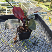 Load image into Gallery viewer, Philodendron Red Heart, Exact Plant