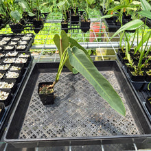 Load image into Gallery viewer, Philodendron Spiritus Sancti exact plant, Fedex 2day*