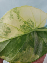 Load image into Gallery viewer, Alocasia Gageana Aurea, Exact Plant Variegated