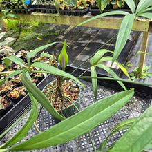 Load image into Gallery viewer, Anthurium Polydactylum exact plant, Fedex 2day*