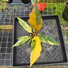 Load image into Gallery viewer, Philodendron Caramel Marble, Exact Plant Variegated Ships Nationwide