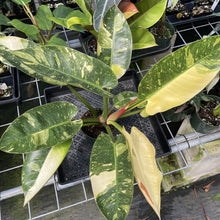 Load image into Gallery viewer, Philodendron Green Congo Nuclear Variegated exact plant, Fedex 2day