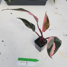 Load image into Gallery viewer, Philodendron Pink Princess, Exact Plant Variegated Ships Nationwide