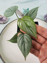 Load image into Gallery viewer, Philodendron Sodiroi True Form, Exact Plant