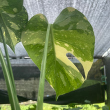 Load image into Gallery viewer, Monstera Deliciosa Creme Brulee variegated exact plant, Fedex 2day*