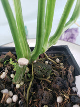 Load image into Gallery viewer, Monstera Lechleriana Variegated 4" pot, Fedex 2 day*