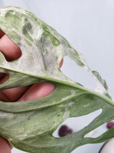 Load image into Gallery viewer, Adansonii Mint Indonesia, exact plant, Monstera, ships nationwide
