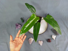 Load image into Gallery viewer, Philodendron Bernardopazii 4" pot, Fedex 2 day*