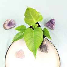 Load image into Gallery viewer, Anthurium Veitchii 4" pot, Fedex 2 day*