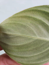 Load image into Gallery viewer, Melanochrysum, exact plant, Philodendron, ships nationwide