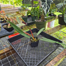 Load image into Gallery viewer, Philodendron Bicolor, Exact Plant Ships Nationwide