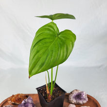 Load image into Gallery viewer, Philodendron Pastazanum, Exact Plant