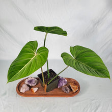 Load image into Gallery viewer, Philodendron Gloriosum, Pink Veined Back 4" pot, Fedex 2day*