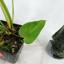 Load image into Gallery viewer, Anthurium Brownii, 4'' pot, ships nationwide