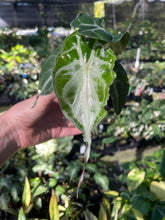 Load image into Gallery viewer, Alocasia Venom 2.5" pot, Fedex 2day*