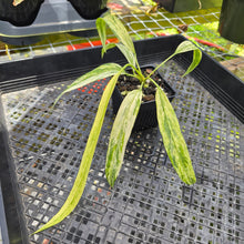 Load image into Gallery viewer, Anthurium Vittarifolium , Exact Plant Variegated Ships Nationwide
