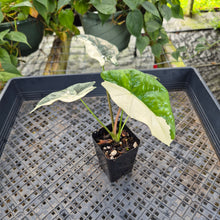 Load image into Gallery viewer, Alocasia simpo albo Exact Plant Ships Nationwide