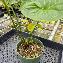 Load image into Gallery viewer, Anthurium Watermaliense exact plant, Fedex 2day*