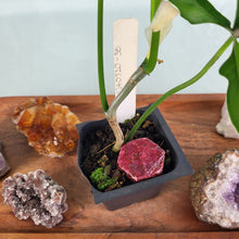 Load image into Gallery viewer, Philodendron Quercifolium x Pedatum 2.5" Pot, Fedex 2 day*