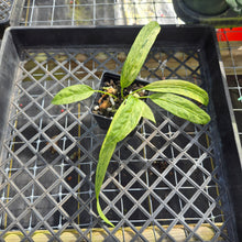 Load image into Gallery viewer, Anthurium Vittarifolium , Exact Plant Variegated Ships Nationwide