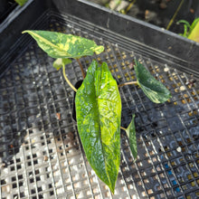 Load image into Gallery viewer, Alocasia scalprum Aurea, Exact Plant Ships Nationwide